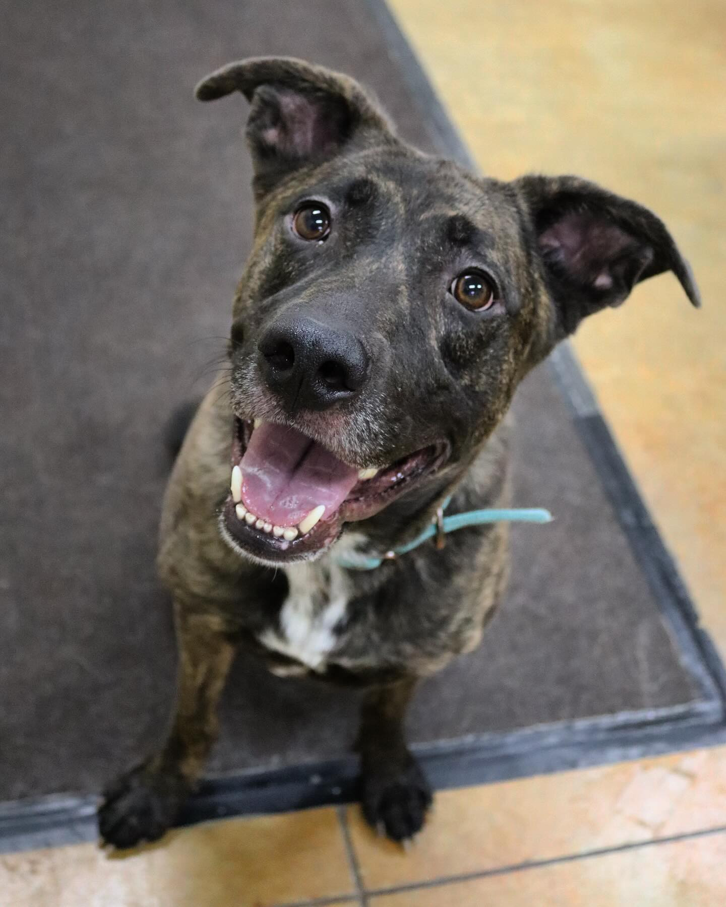 Alan, an adoptable Dutch Shepherd, Pit Bull Terrier in Austin, MN, 55912 | Photo Image 1