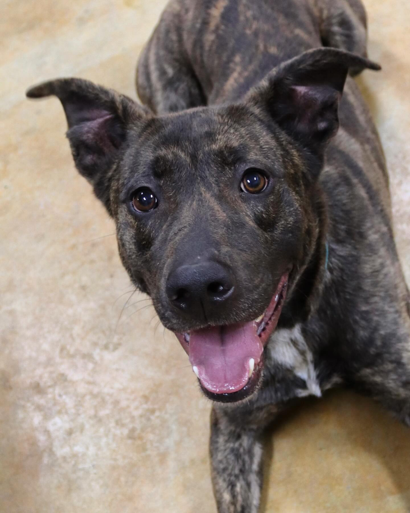 Alan, an adoptable Shepherd, Pit Bull Terrier in Austin, MN, 55912 | Photo Image 2