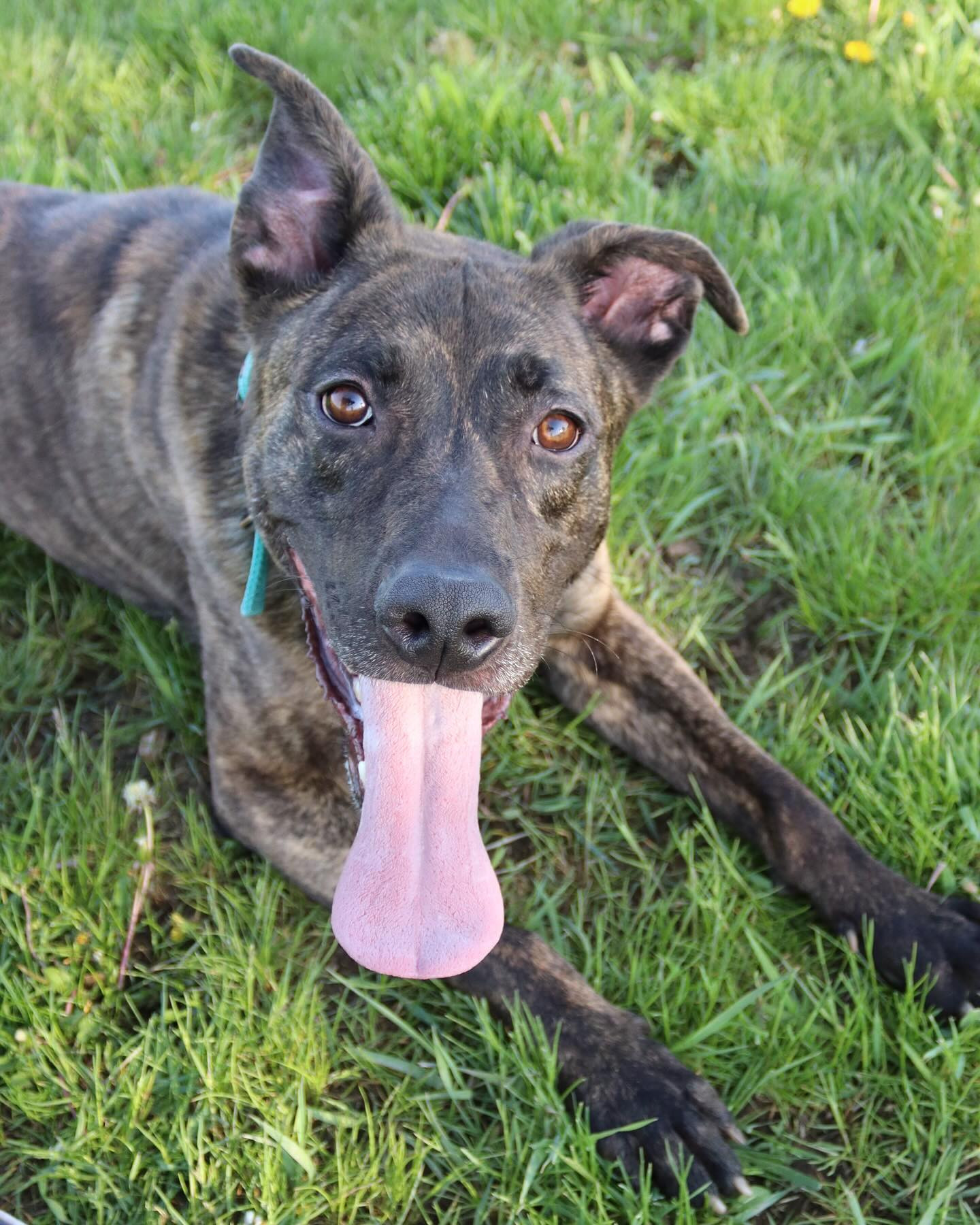 Alan, an adoptable Shepherd, Pit Bull Terrier in Austin, MN, 55912 | Photo Image 2