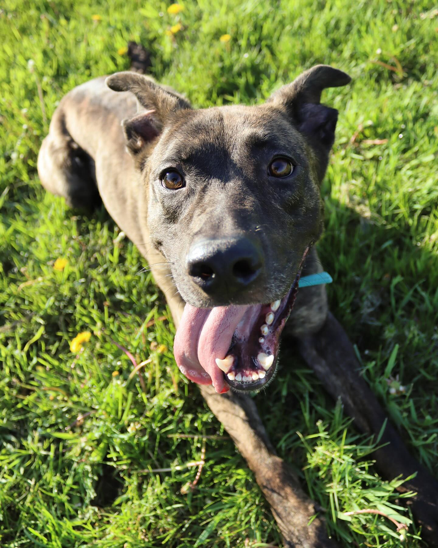 Alan, an adoptable Dutch Shepherd, Pit Bull Terrier in Austin, MN, 55912 | Photo Image 2
