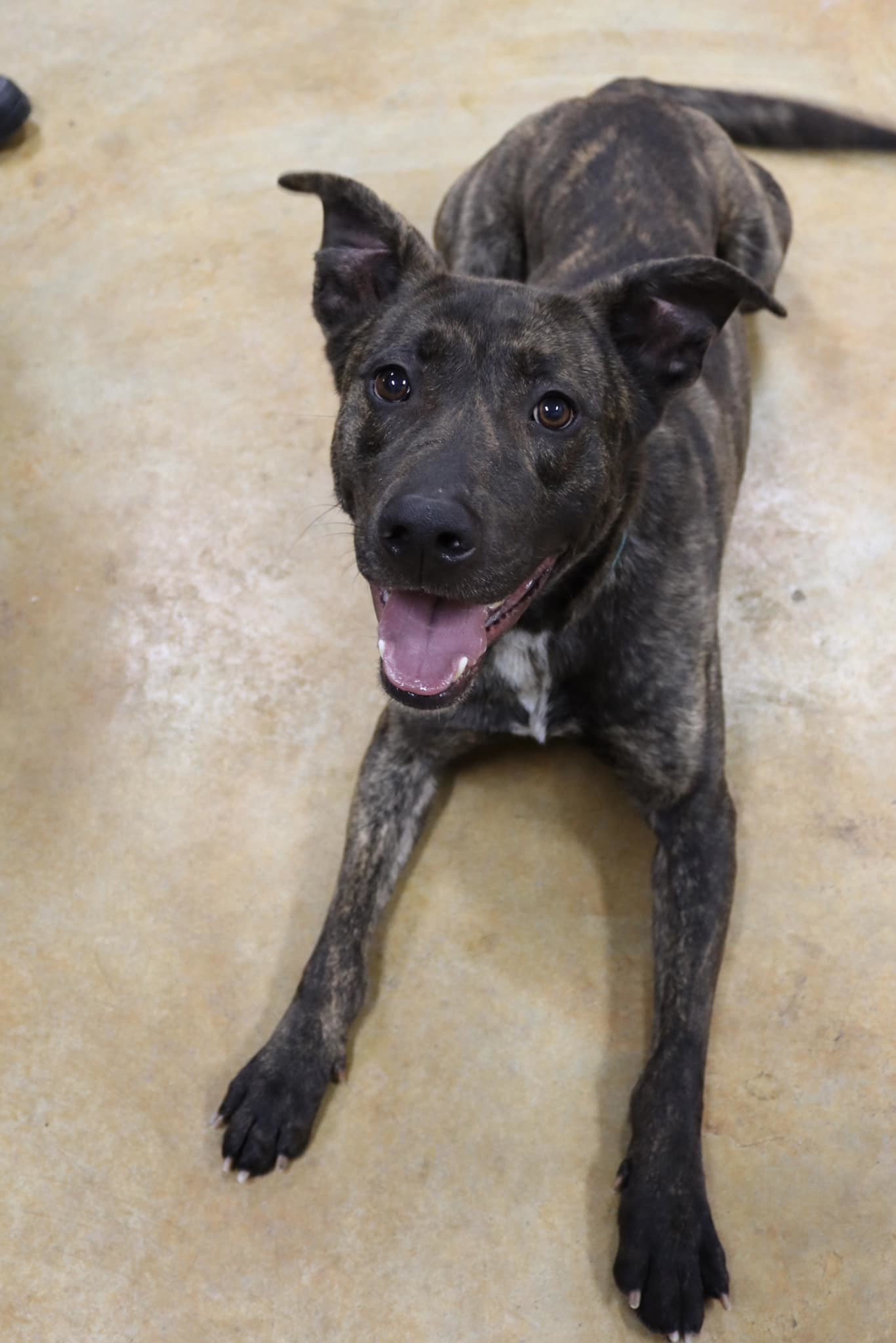 Alan, an adoptable Shepherd, Pit Bull Terrier in Austin, MN, 55912 | Photo Image 3