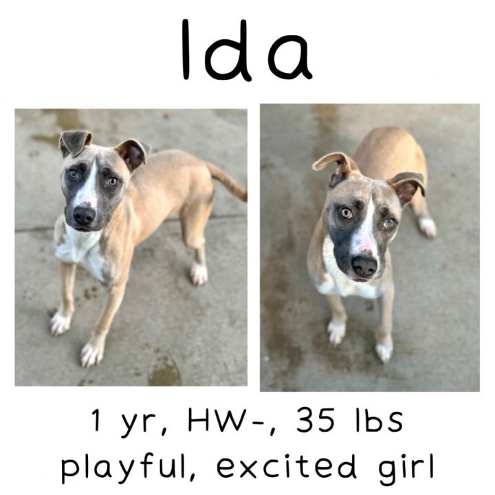 Ida 1