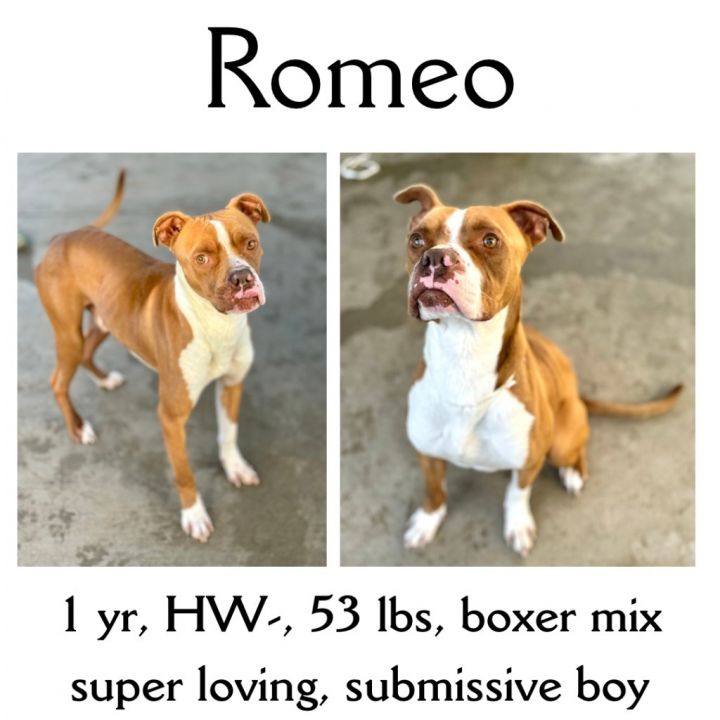 Romeo 1