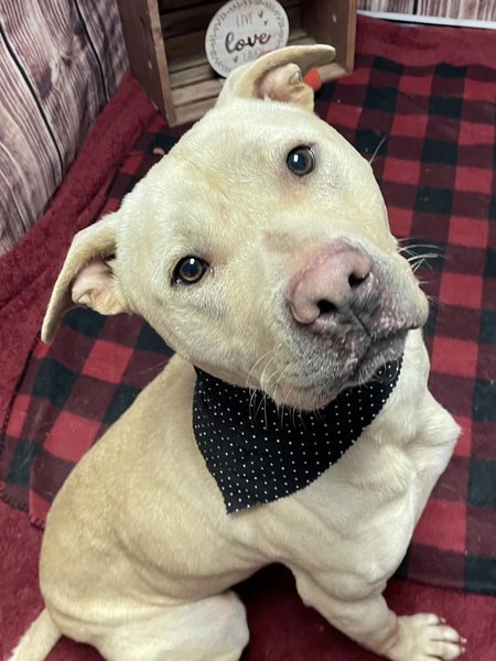 Dog for adoption - Wolverine A161949, a Yellow Labrador Retriever Mix