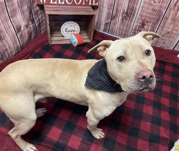 Dog for adoption - Wolverine A161949, a Yellow Labrador Retriever Mix