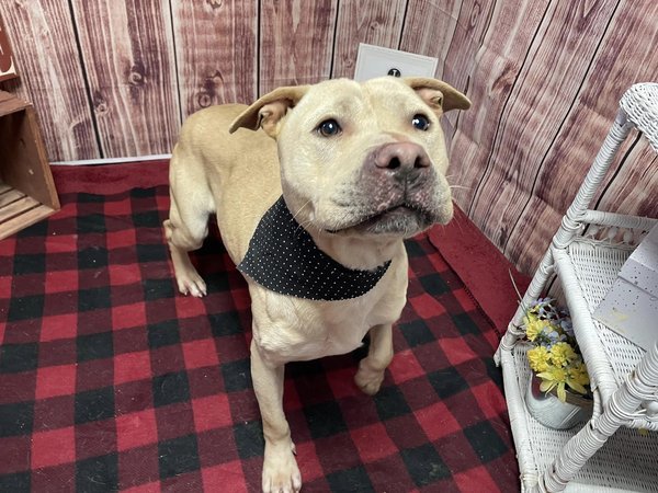 Dog for adoption - Wolverine A161949, a Yellow Labrador Retriever Mix