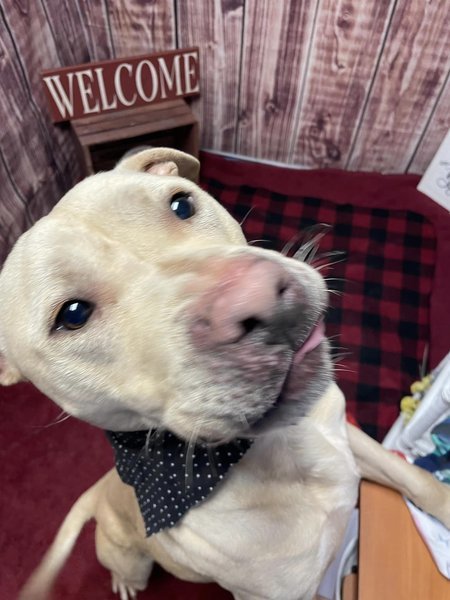 Dog for adoption - Wolverine A161949, a Yellow Labrador Retriever Mix