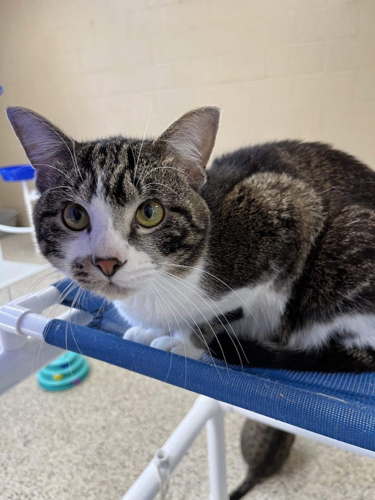 Roman, an adoptable Domestic Short Hair in Little Rock, AR, 72210 | Photo Image 1