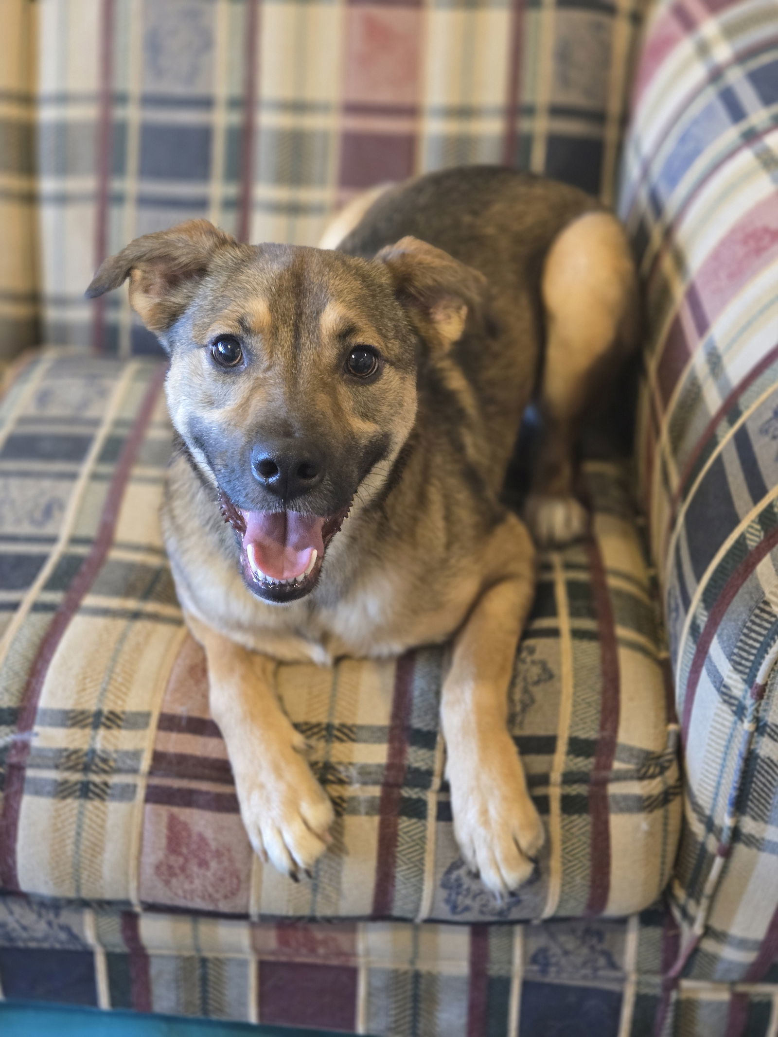 Linus (Rio), an adoptable German Shepherd Dog, Chihuahua in Boston, KY, 40107 | Photo Image 1