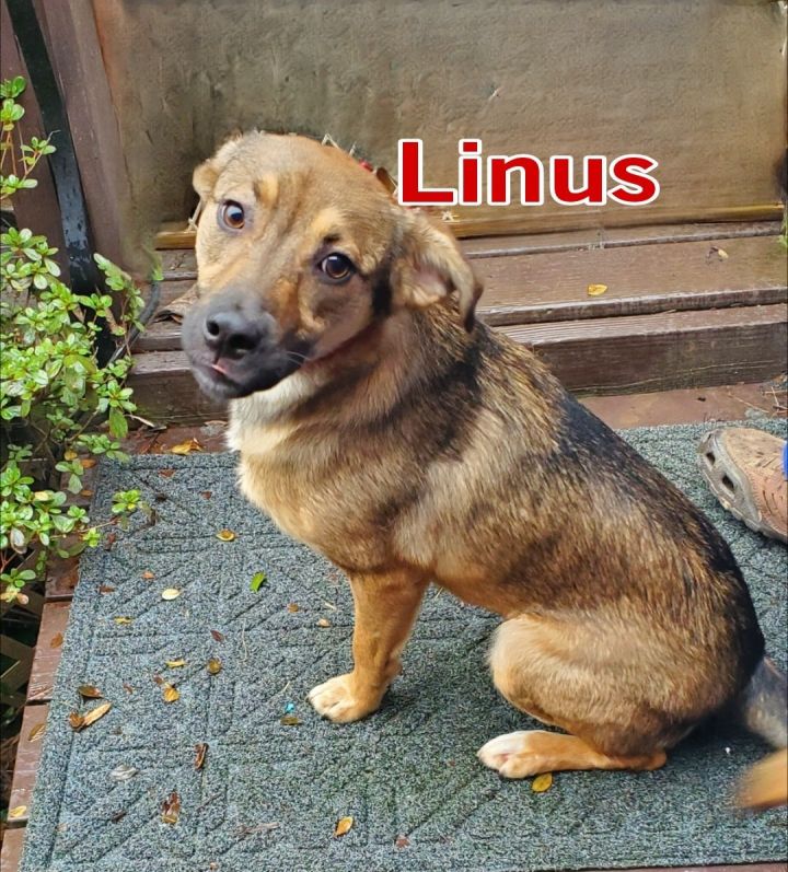 Linus (Rio) 2