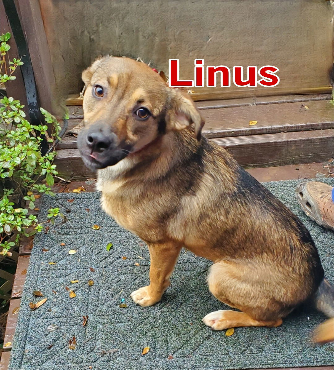 Linus (Rio), an adoptable German Shepherd Dog, Chihuahua in Boston, KY, 40107 | Photo Image 2