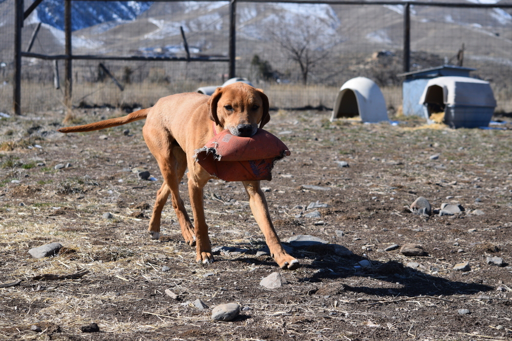 Clifford, an adoptable Black Mouth Cur in Salmon, ID, 83467 | Photo Image 6