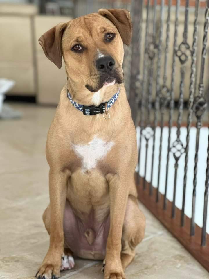 Dog for adoption Buddy, an American Staffordshire Terrier & Hound Mix