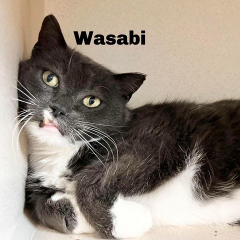 Wasabi 231120