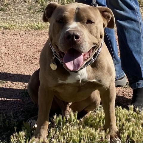Zeus, an adoptable Pit Bull Terrier in Cedaredge, CO, 81413 | Photo Image 1