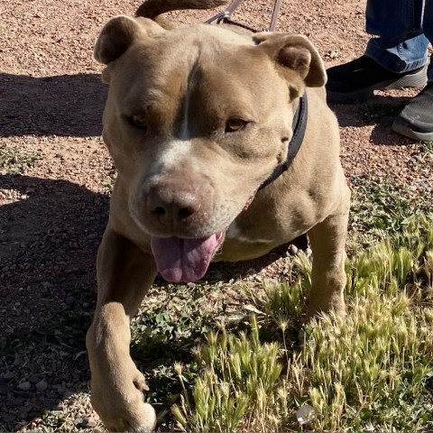 Zeus, an adoptable Pit Bull Terrier in Cedaredge, CO, 81413 | Photo Image 3