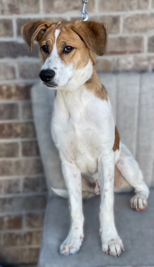 Sabre, an adoptable Beagle, Foxhound in Dalton, GA, 30721 | Photo Image 1