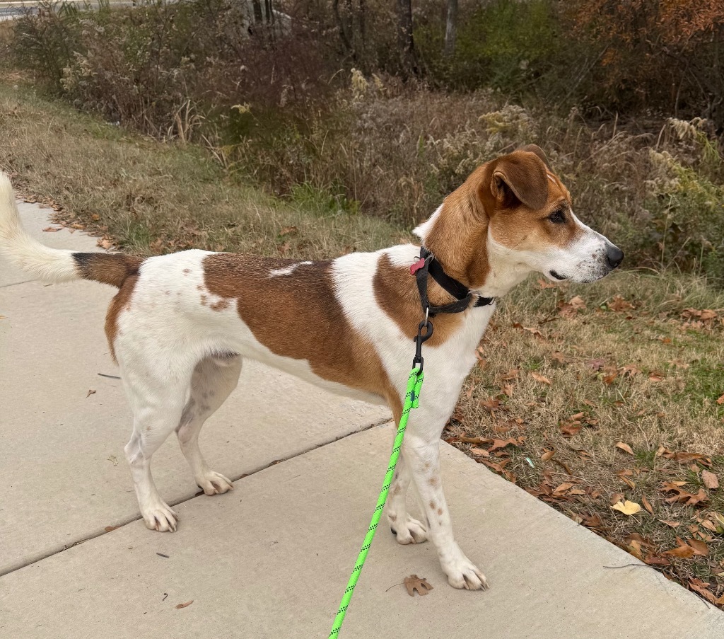 Sabre, an adoptable Terrier, Foxhound in Dalton, GA, 30721 | Photo Image 1