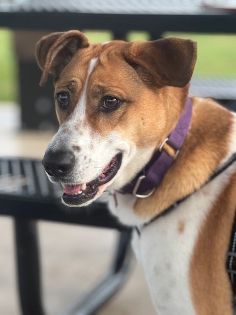 Sabre, an adoptable Foxhound, Beagle in Dalton, GA, 30721 | Photo Image 1