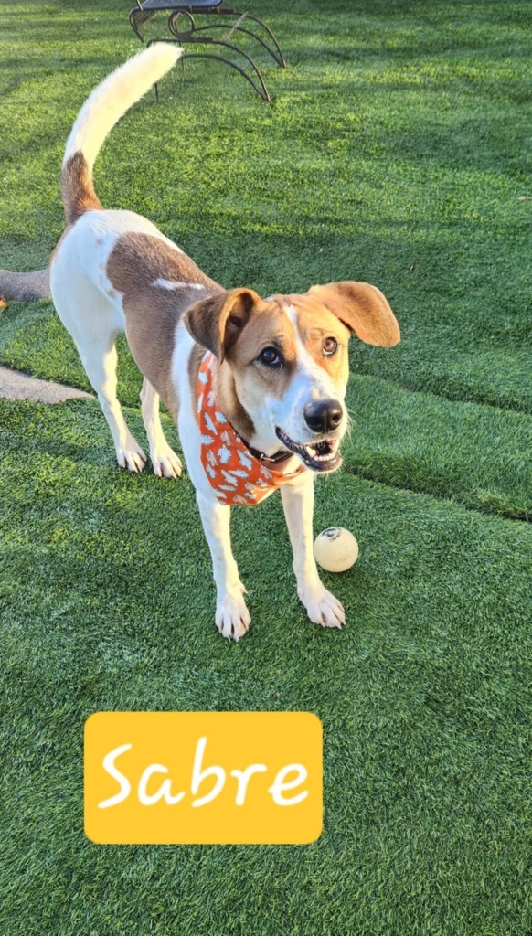 Sabre, an adoptable Terrier, Foxhound in Dalton, GA, 30721 | Photo Image 3