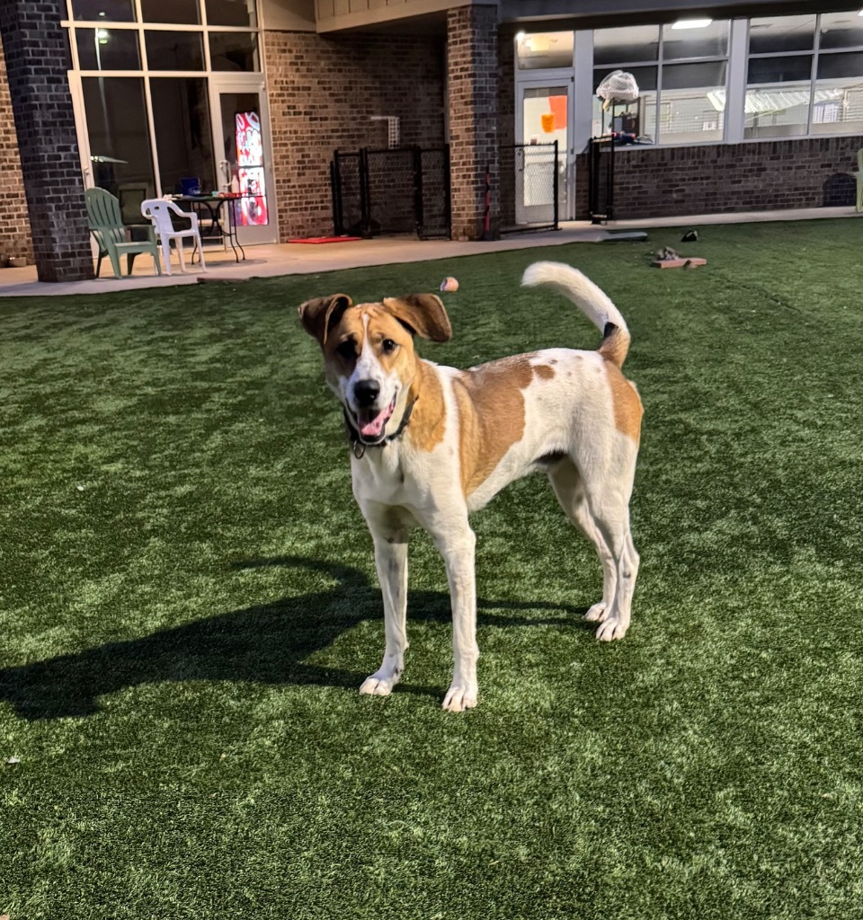 Sabre, an adoptable Foxhound, Beagle in Dalton, GA, 30721 | Photo Image 3