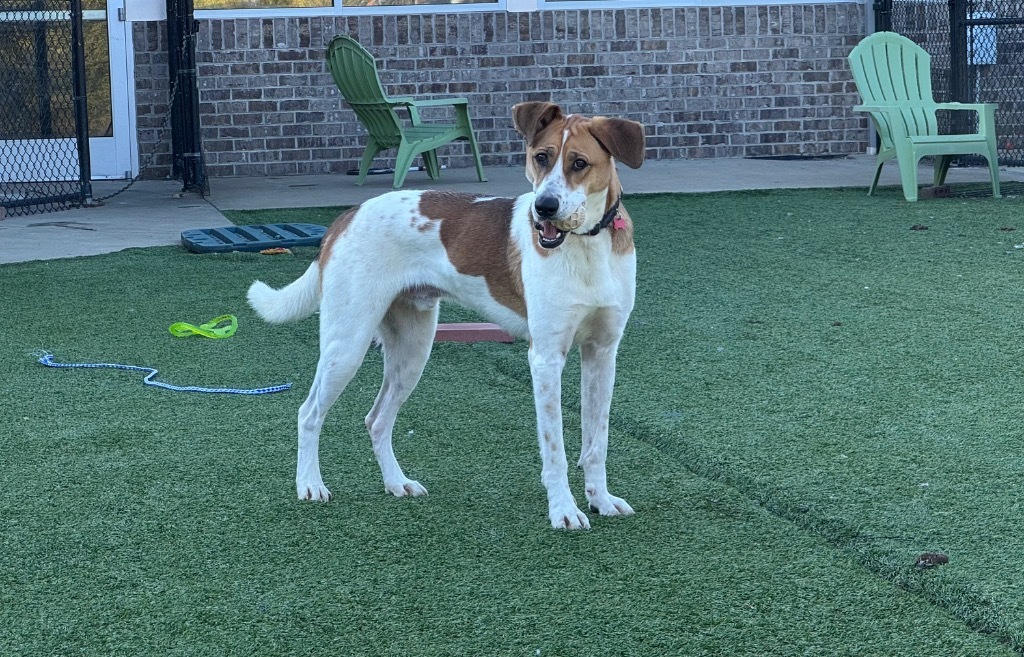 Sabre, an adoptable Terrier, Foxhound in Dalton, GA, 30721 | Photo Image 4