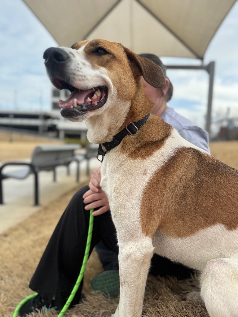Sabre, an adoptable Foxhound, Beagle in Dalton, GA, 30721 | Photo Image 4