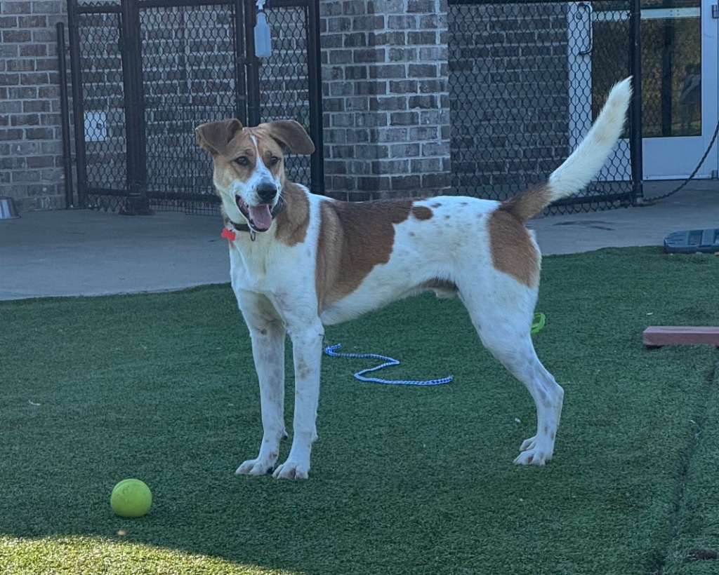 Sabre, an adoptable Terrier, Foxhound in Dalton, GA, 30721 | Photo Image 5