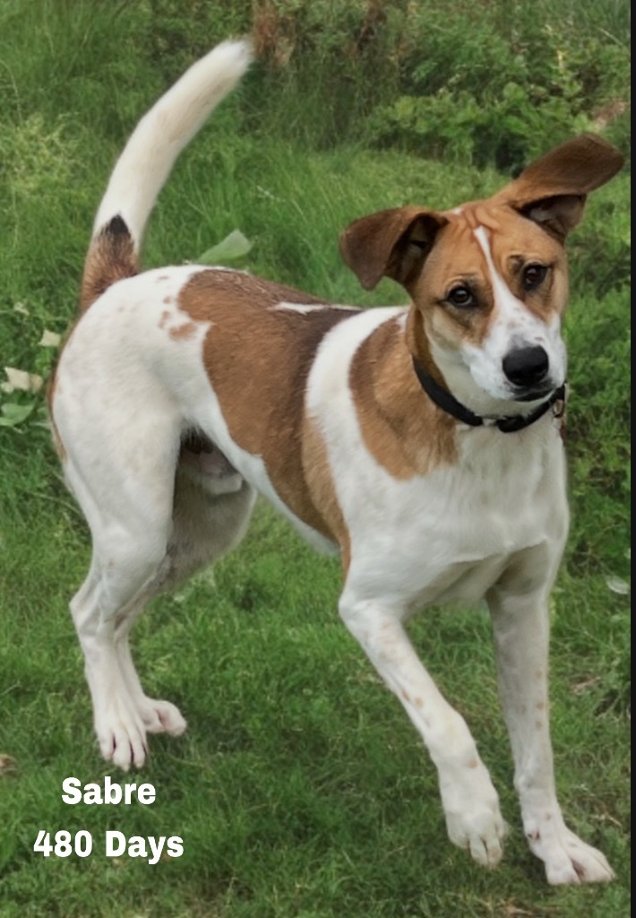 Sabre, an adoptable Foxhound, Beagle in Dalton, GA, 30721 | Photo Image 5
