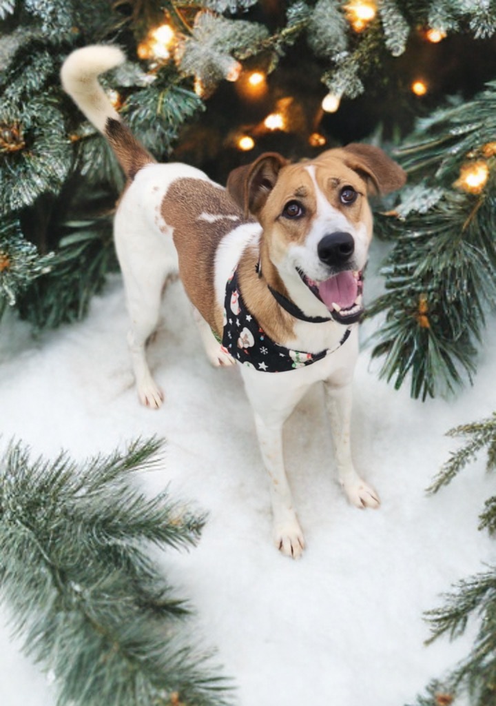 Sabre, an adoptable Terrier, Foxhound in Dalton, GA, 30721 | Photo Image 6