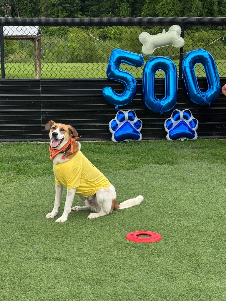 Sabre, an adoptable Foxhound, Beagle in Dalton, GA, 30721 | Photo Image 6