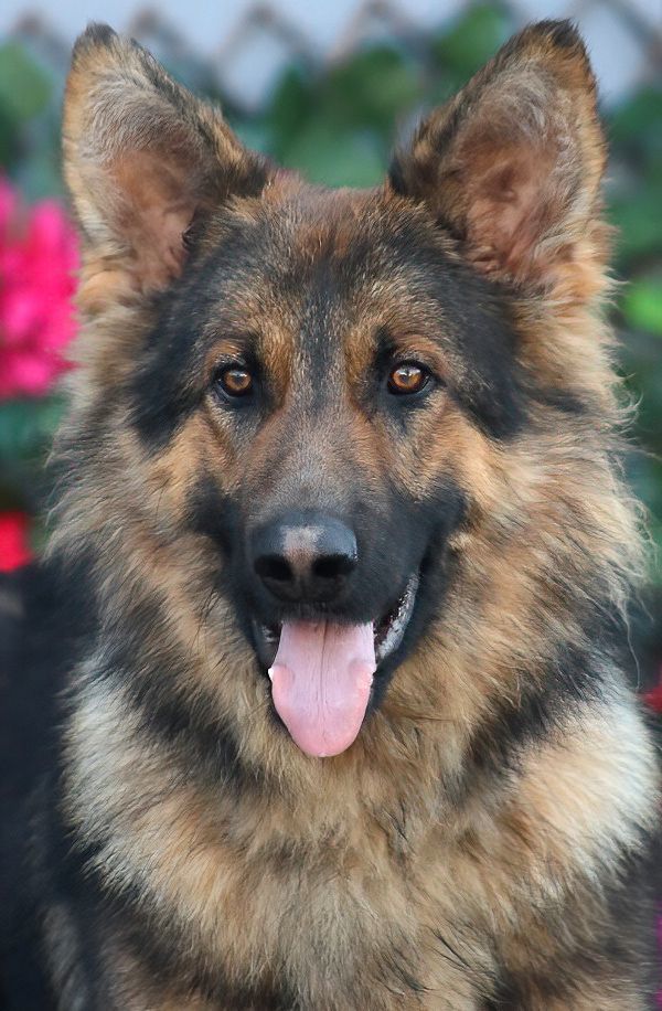 Long haired german hot sale shepherds for adoption