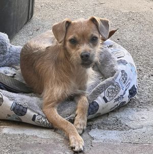 Sugar, Young Female Norwich Terrier