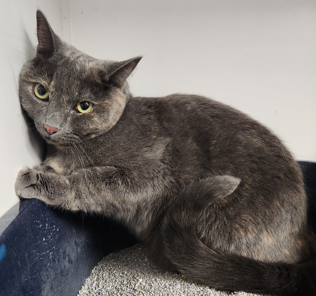 Sheba, an adoptable Domestic Short Hair in Newnan, GA, 30264 | Photo Image 2