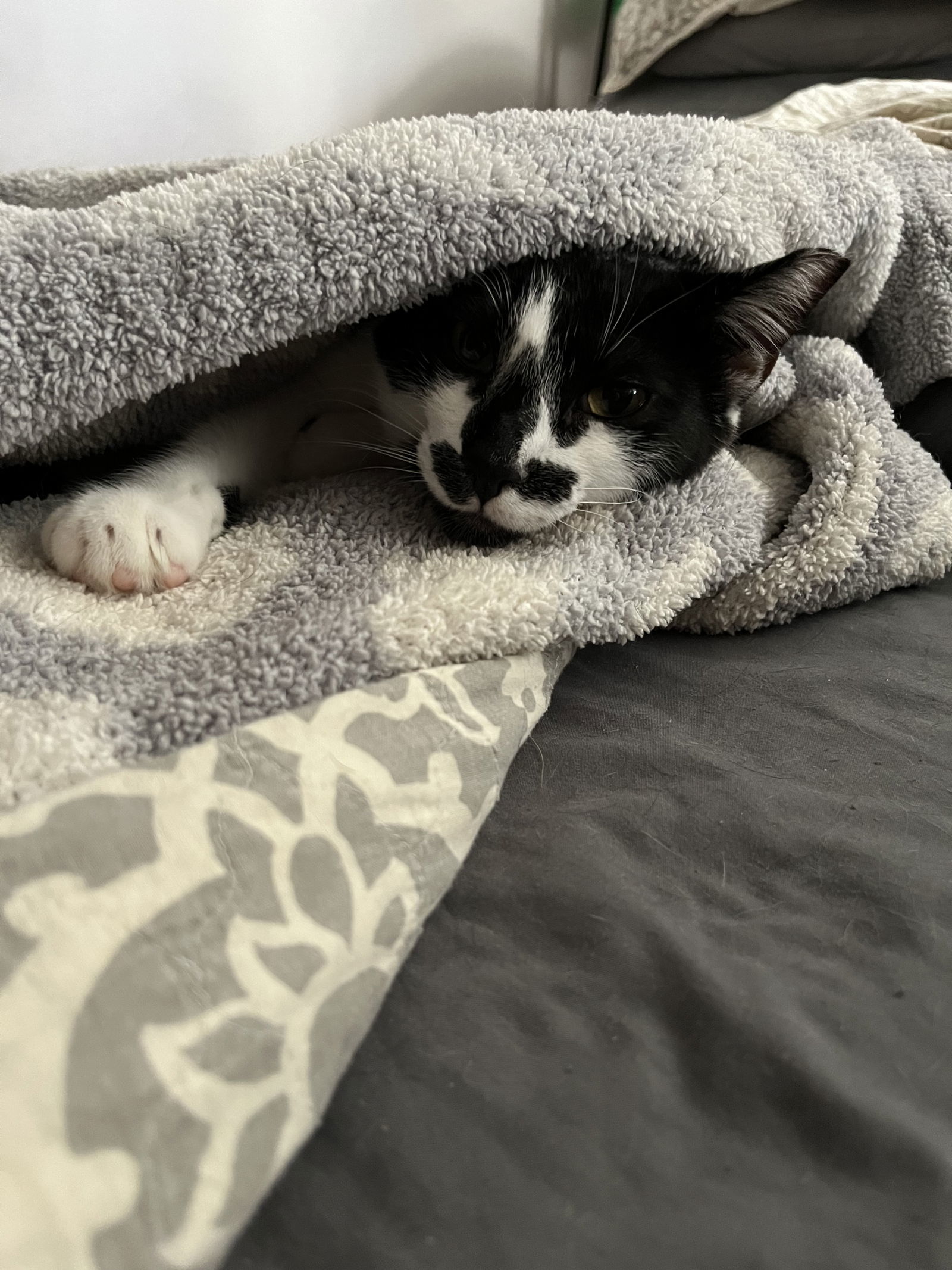 Freida