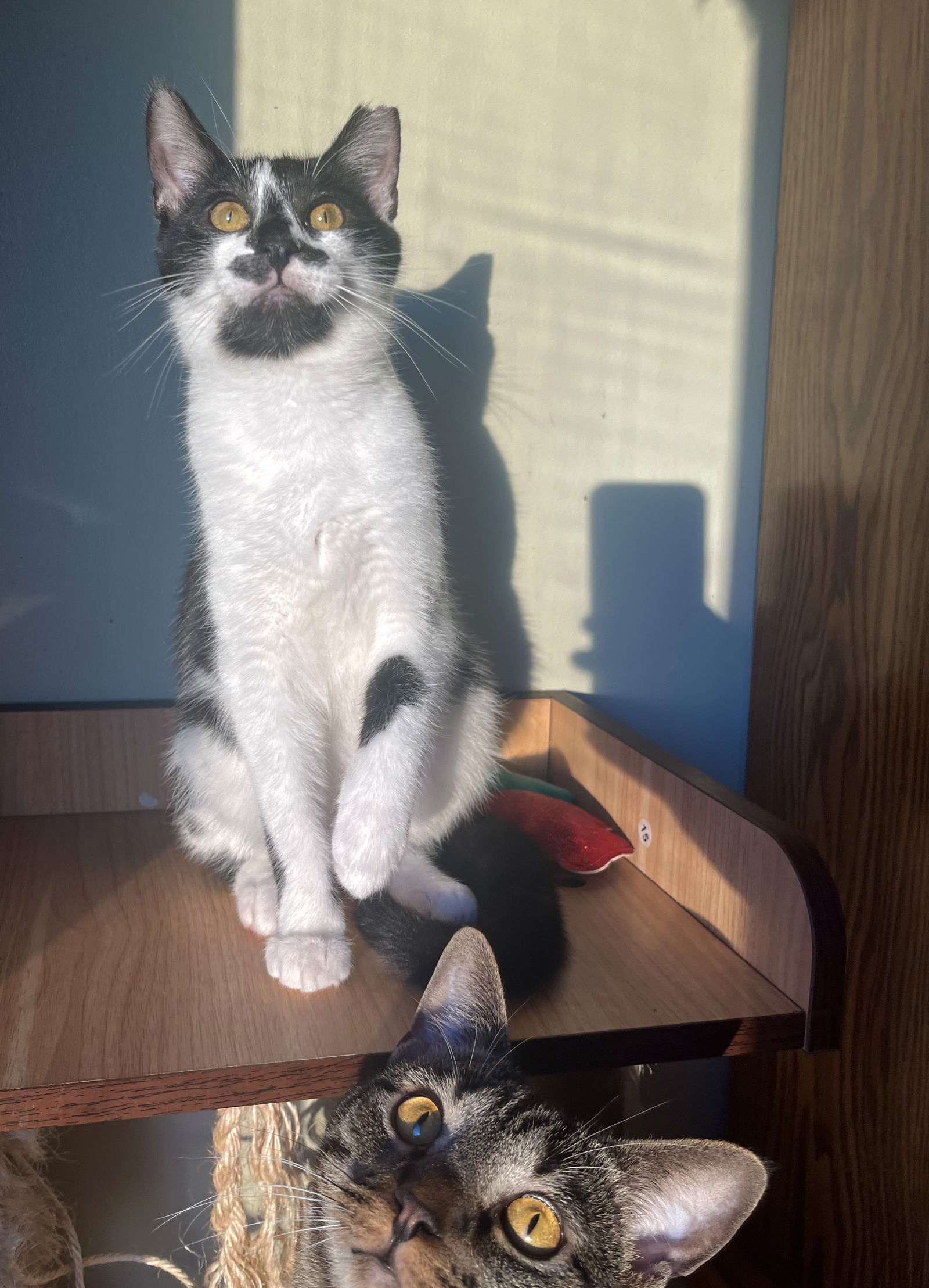 Freida