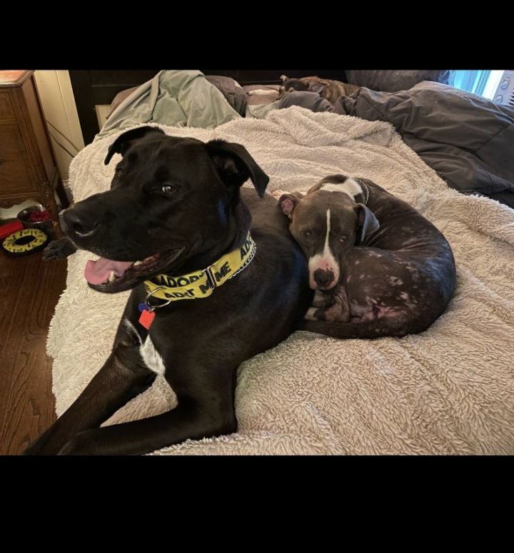 Dog for adoption BASS Pro!, a Black Labrador Retriever Mix in Blue