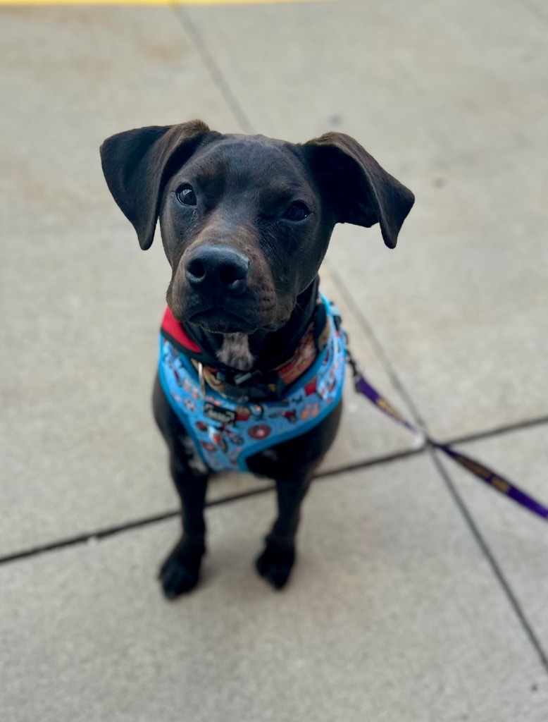 Sparrow, an adoptable Terrier, Mixed Breed in Urbandale, IA, 50322 | Photo Image 1