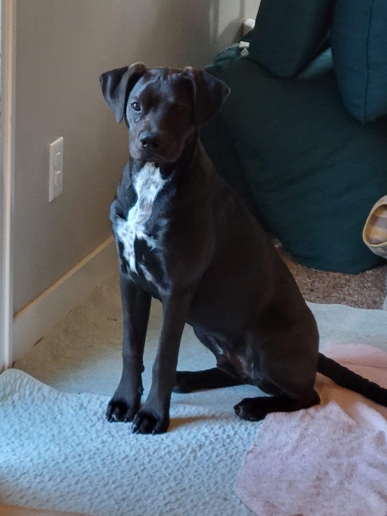 Sparrow, an adoptable Terrier, Mixed Breed in Urbandale, IA, 50322 | Photo Image 2