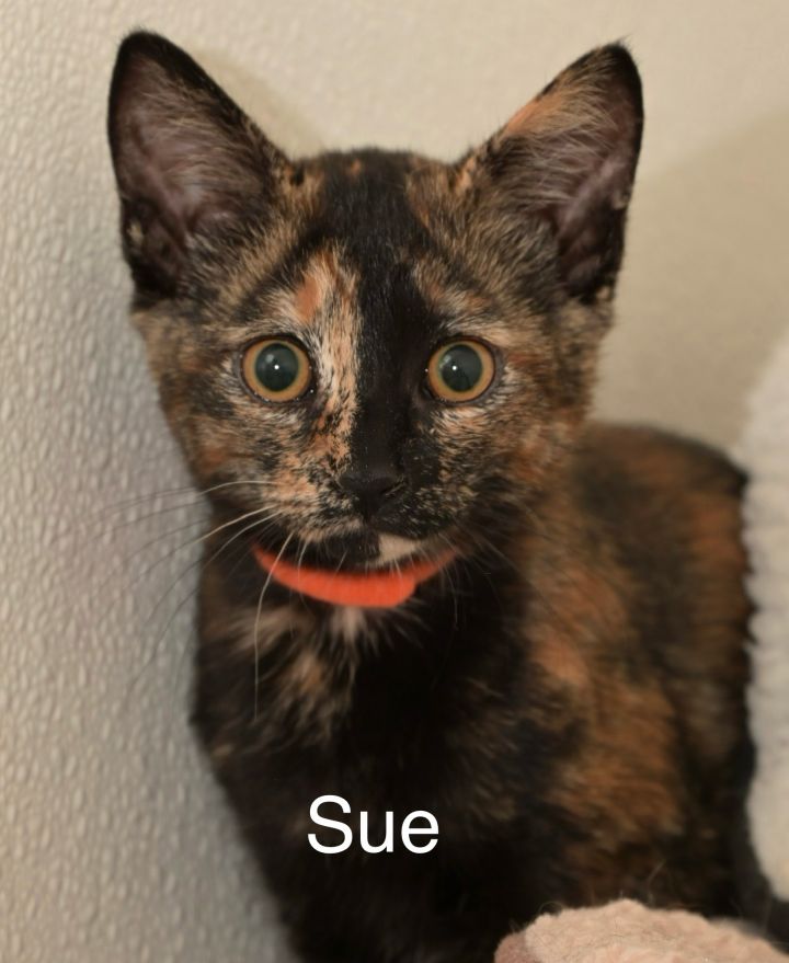 Sue 1