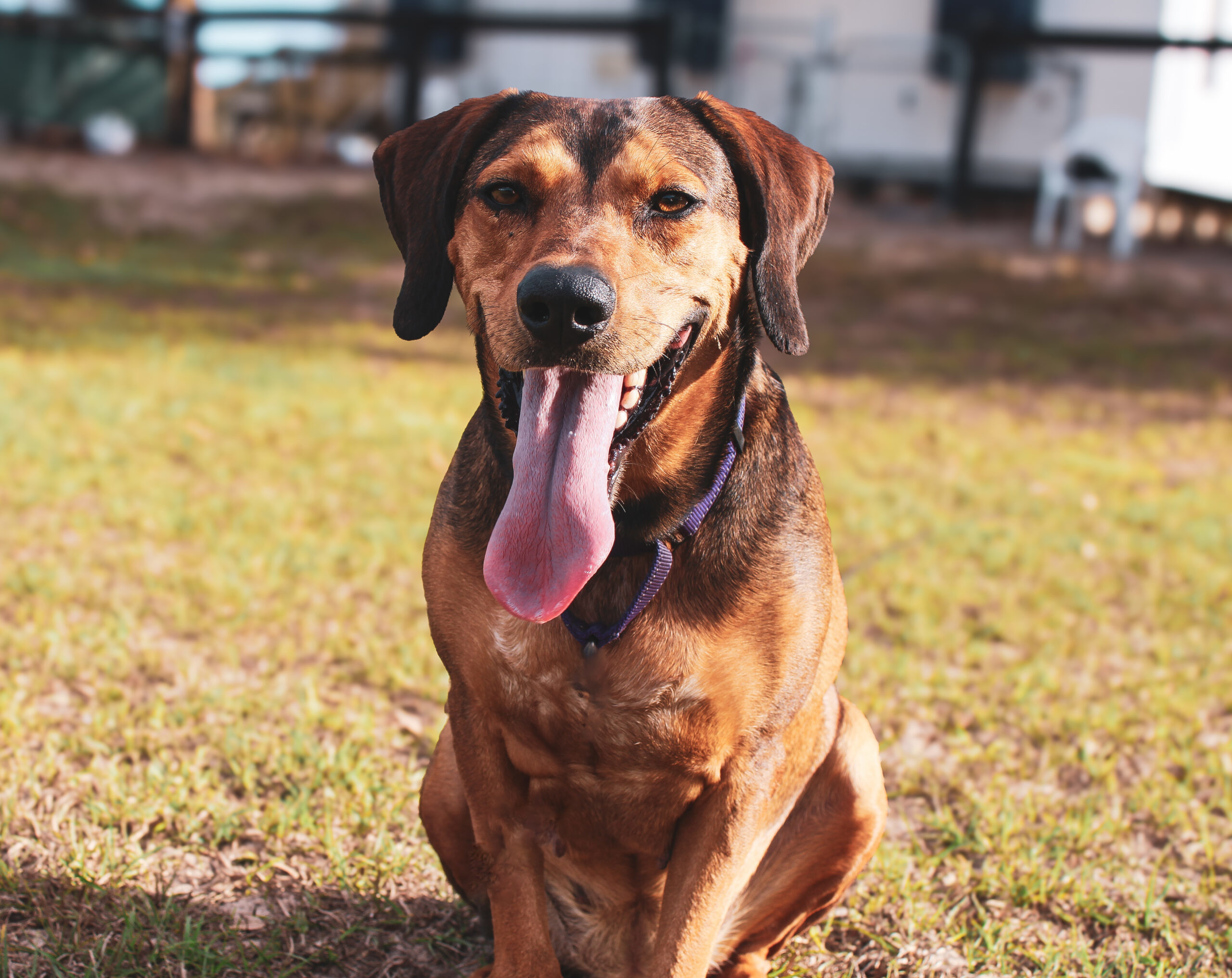 Belle, an adoptable Coonhound in Lake Panasoffkee, FL, 33538 | Photo Image 1