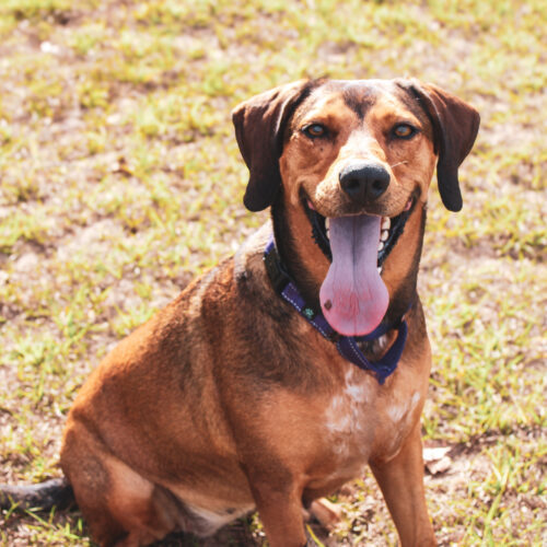 Belle, an adoptable Coonhound in Lake Panasoffkee, FL, 33538 | Photo Image 2