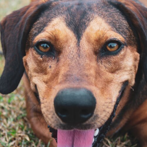 Belle, an adoptable Coonhound in Lake Panasoffkee, FL, 33538 | Photo Image 3