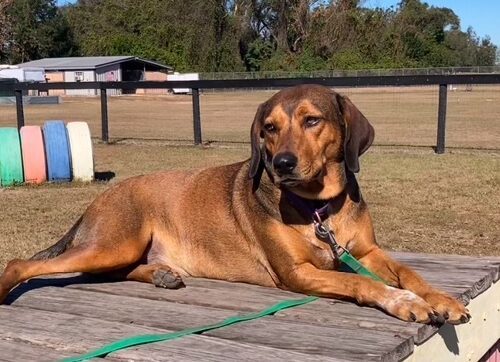 Belle, an adoptable Coonhound in Lake Panasoffkee, FL, 33538 | Photo Image 4