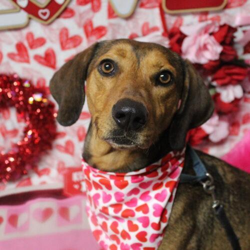 Belle, an adoptable Coonhound in Lake Panasoffkee, FL, 33538 | Photo Image 5