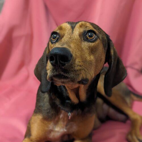 Belle, an adoptable Coonhound in Lake Panasoffkee, FL, 33538 | Photo Image 6