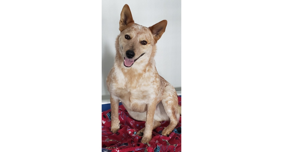 Ginny, an adoptable Australian Cattle Dog / Blue Heeler in Challis, ID, 83226 | Photo Image 1