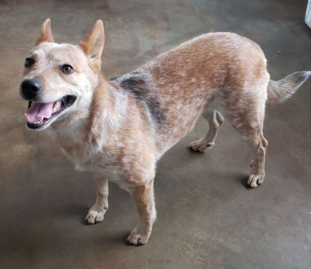 Ginny, an adoptable Australian Cattle Dog / Blue Heeler in Challis, ID, 83226 | Photo Image 2