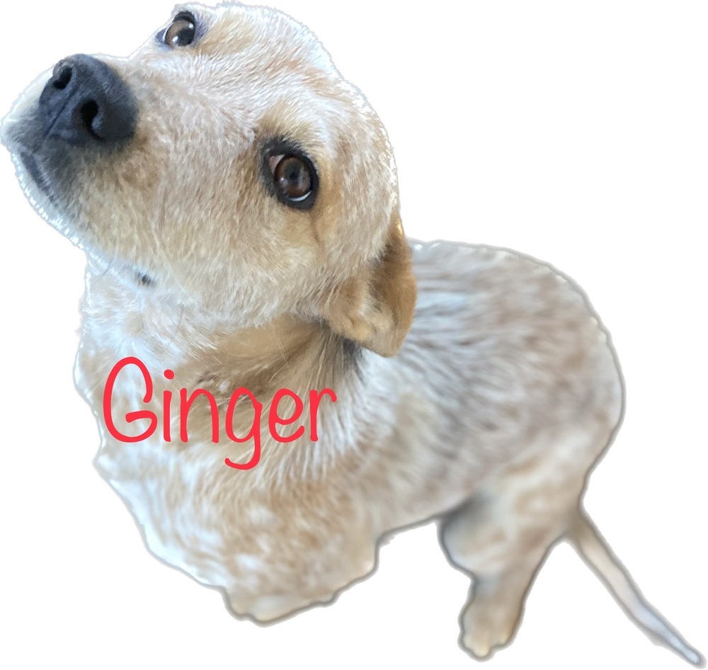 Ginny, an adoptable Australian Cattle Dog / Blue Heeler in Challis, ID, 83226 | Photo Image 3