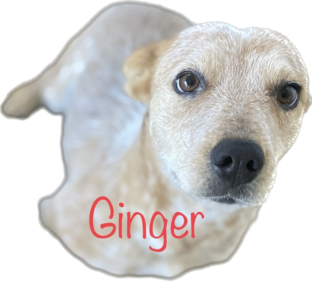 Ginny, an adoptable Australian Cattle Dog / Blue Heeler in Challis, ID, 83226 | Photo Image 4